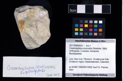 Foto (Objekt + Etikett) von Cracensigillatus acutirostris (Moericke, 1889)  (NHMW-GEO-2017-0089-0021)